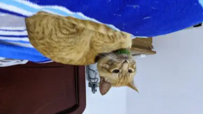 Ñeño