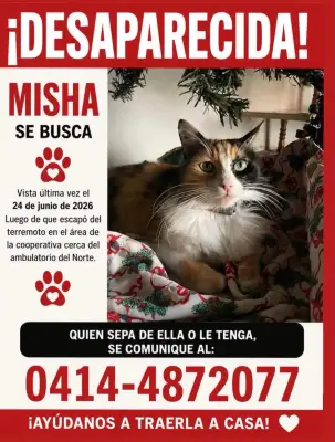 Gato perdido