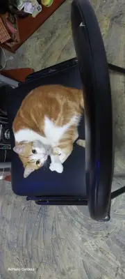 Una gata blanca con amarilla