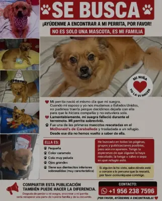 Mascota perdida