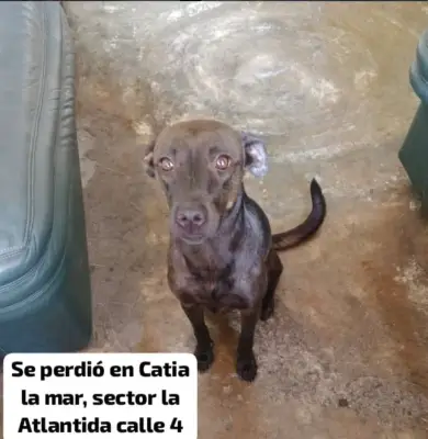 Pinocha