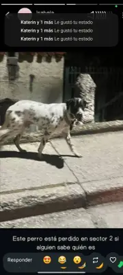 Perro