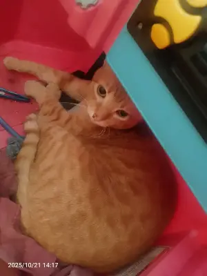 Luna — foto 3
