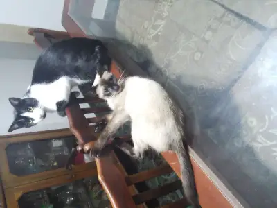 Arya o Chichi
