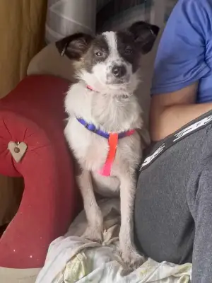 Honey (Joni)