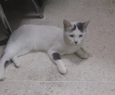 Blanca