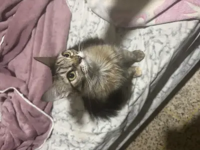 Biscuit
