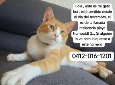 Foto de Gato leo, reunida con su familia