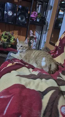 Gringo tito — foto 1
