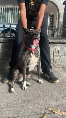 Perro perdido