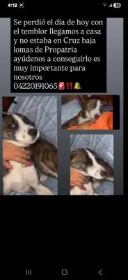 Perro perdido