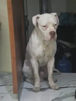Roco
