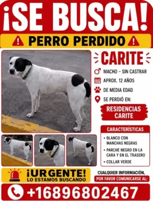 Carite
