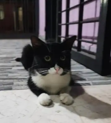Domino