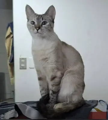 Lulu