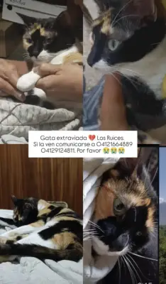Chispa