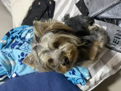 Pimienta