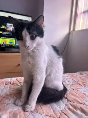 Mía