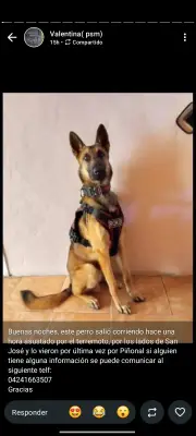 Perro perdido