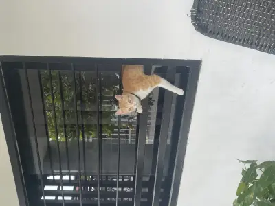 Cata