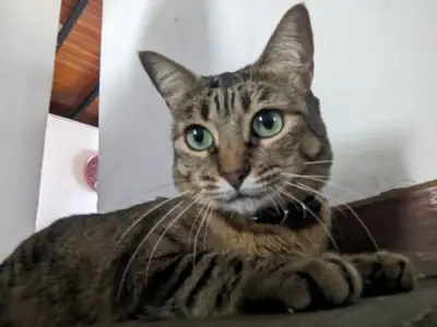 Freya