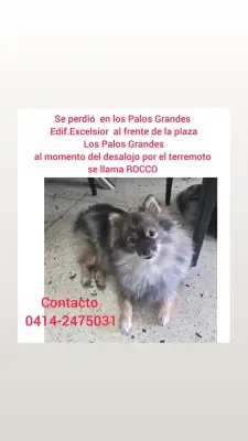 Rocco