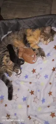 Estrella