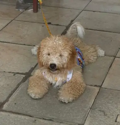 Tobi