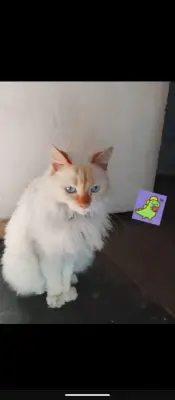 Niña