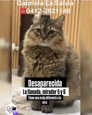 Gato perdido — foto 2