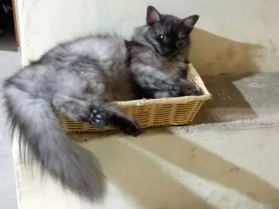 Nobu — foto 2