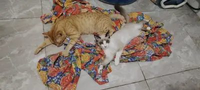 Areno y Ramon