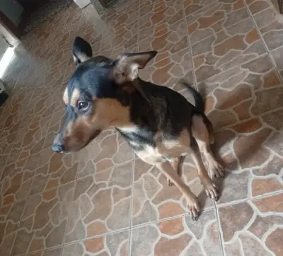 Alira