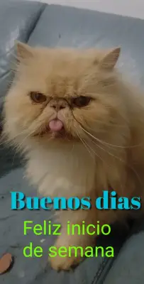 Poñongo