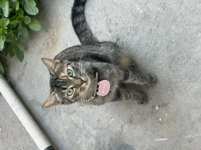 Kitty