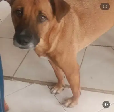 Enzo — foto 2