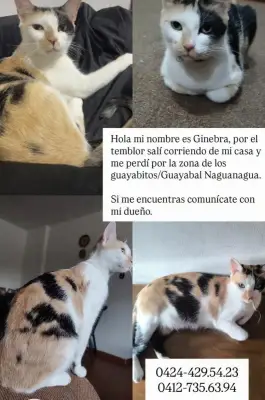 Perro perdido