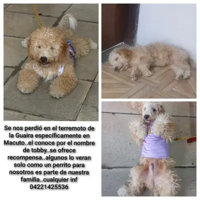 Toby
