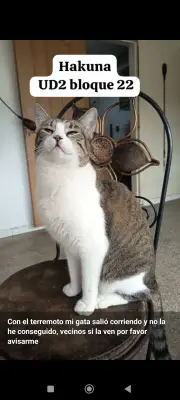 Hakuna