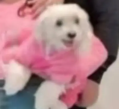 Perro