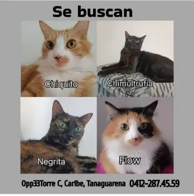 Chiquito/ Chimultrufia/ Negrita/ Flow