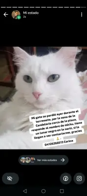 Perro perdido