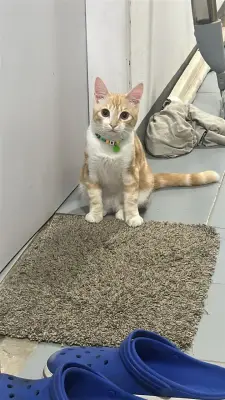 Kai