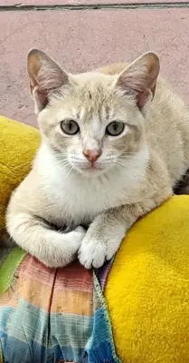 Margarita