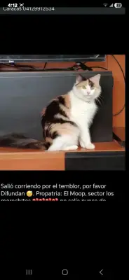 Perro perdido