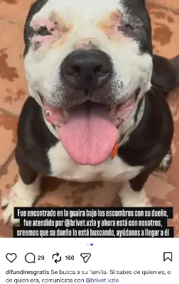 Perro perdido