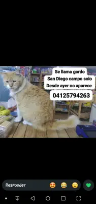 Gordo