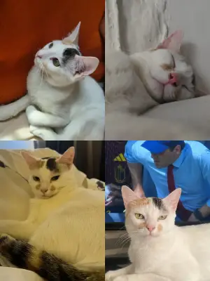 Kaki