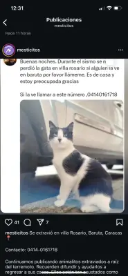 Gata extraviada