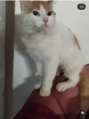 Michu purulay